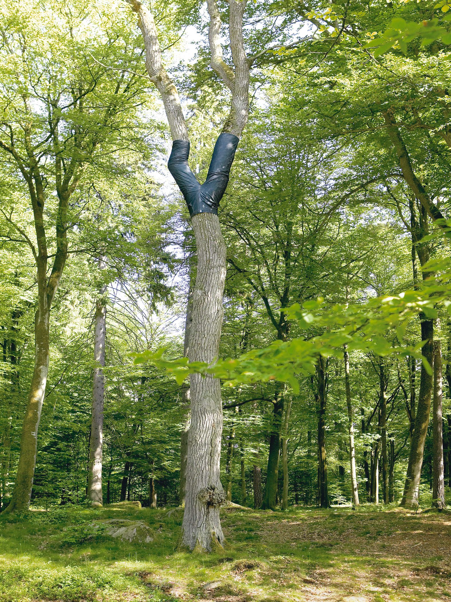 The Plant-Loving Artist Who Puts Pants on Trees - Atlas Obscura