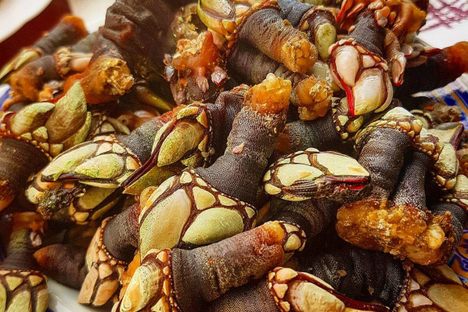 Gooseneck barnacles are called "percebes" in Spanish.