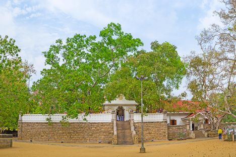 The sacred Bodhi tree rises above the temple building.