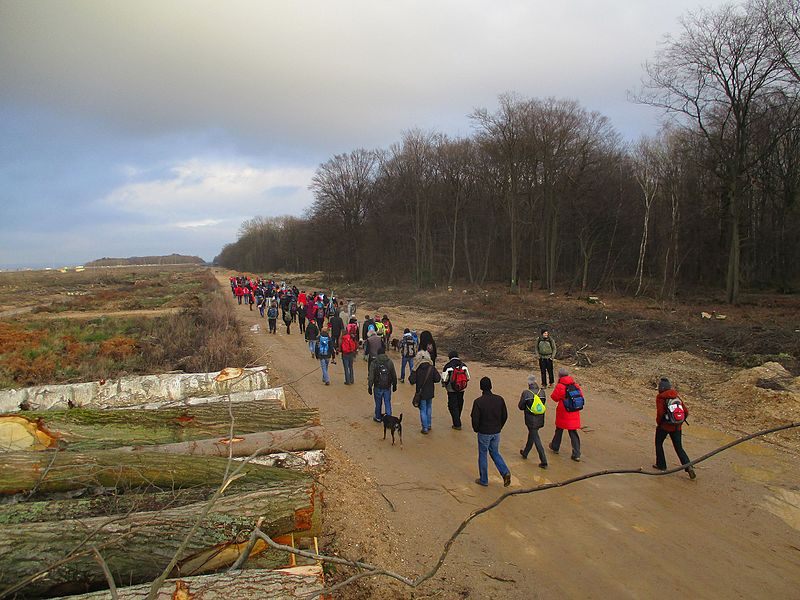 A Hambach Forest walk. The mine and clearcut areas are to the left, while some of the remaining forest is to the right.