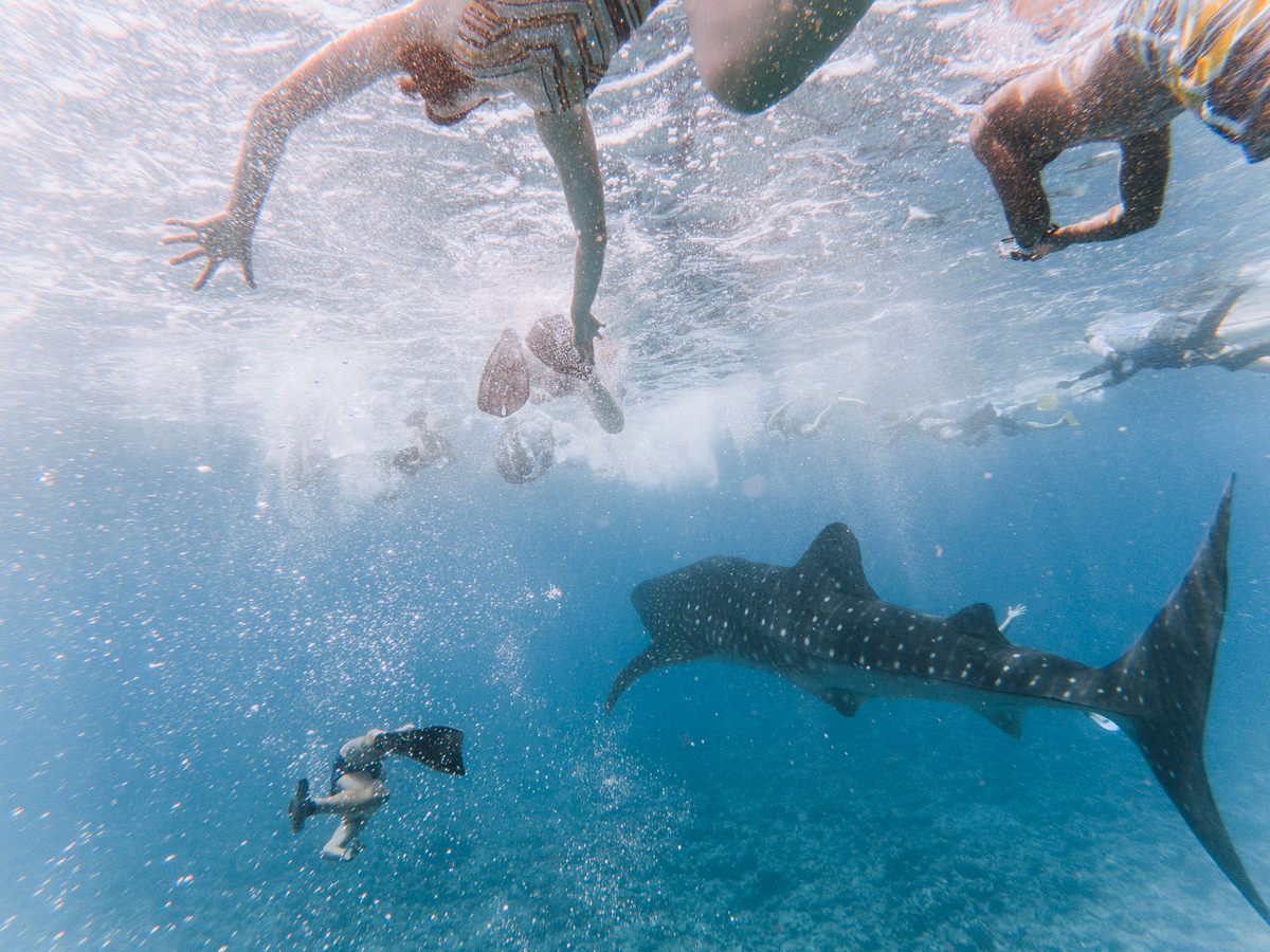 In La Paz, Mexico, tourists jump in to the water and swim rapidly to try to keep up with a whale shark for as long as they can. Guidelines should prevent this level of disturbance, scientists say.
