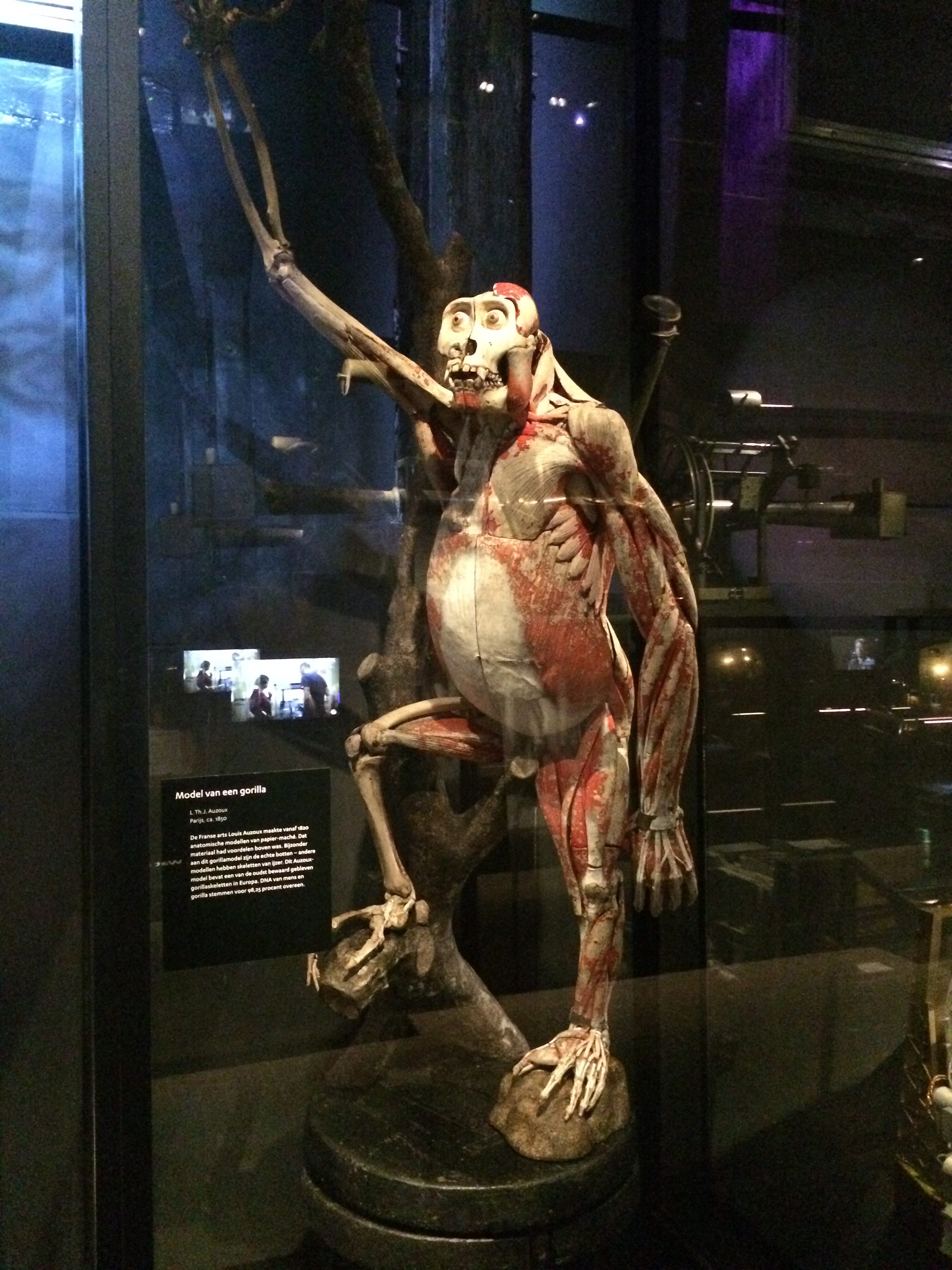 The restored gorilla as it is displayed in the Museum Boerhaave today.