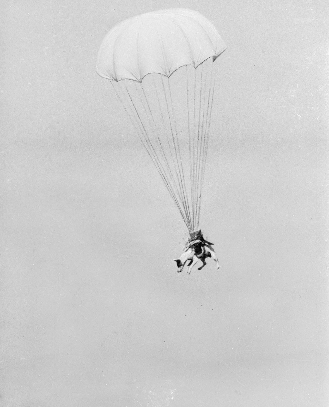 Salvo the "paradog" completing a parachute jump during training at Andrews Field, near Great Saling, Essex.