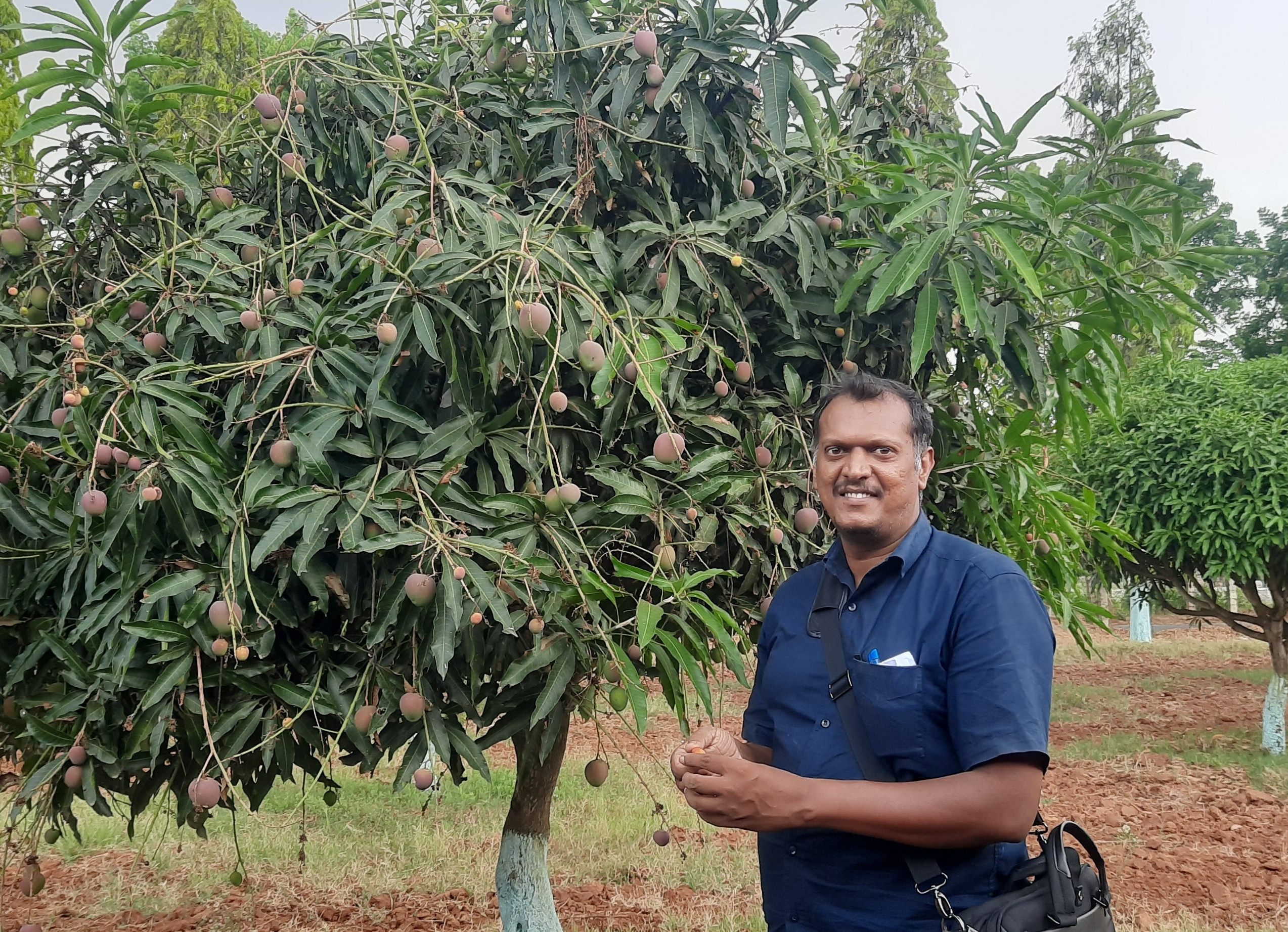 Shyju Machathi beside one of his community's many mango trees.