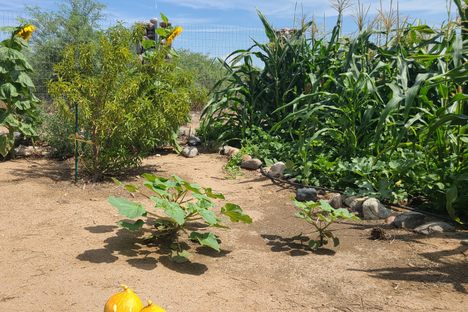 Verde Valley Ancestral Garden
