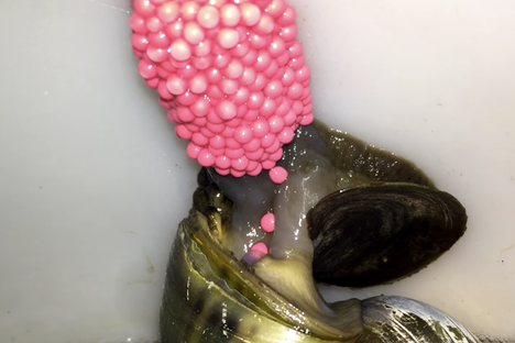 Watch a Snail Lay Pink Eggs
