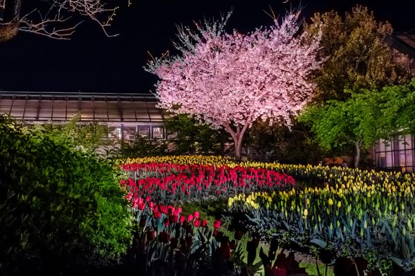 Some of the LED gardens at Nabano No Sato.