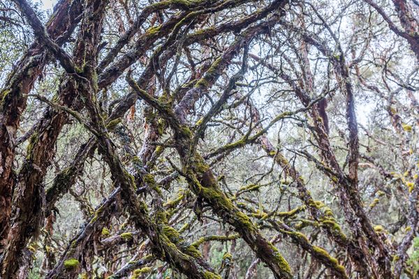Polylepis tree limbs intertwine overhead in the forest around Polylepis Lodge in Ecuador.