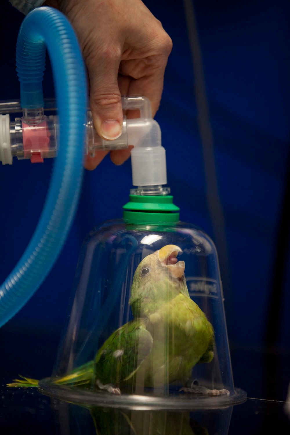 “Rupee Laguna”, a plum-headed parakeet, receives anesthesia so the veterinarian Lisa Carr can X-ray the bird.