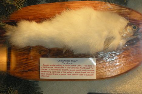 Creation Museum, Taxidermy Hall of Fame, and Antique Tool Museum