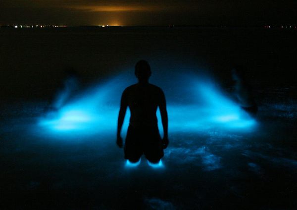Gippsland Lakes Bioluminescence