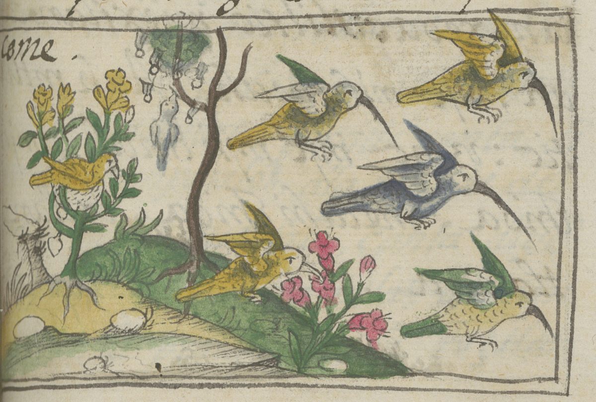 Book 11 of the codex covers flora and fauna, such as purple, red, and green hummingbirds.