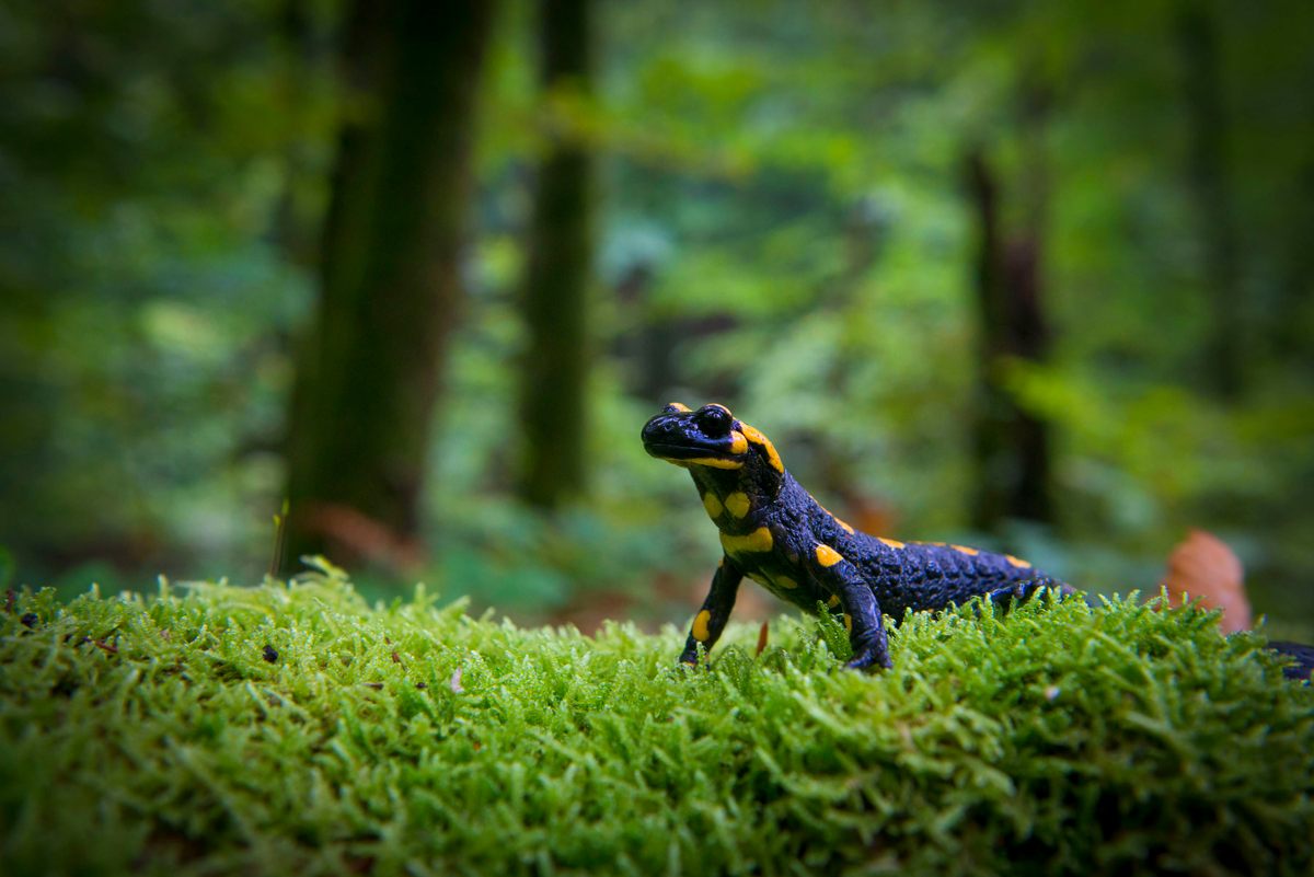 A fire salamander in Ukraine's Carpathian Biosphere Reserve, near the Romanian border.