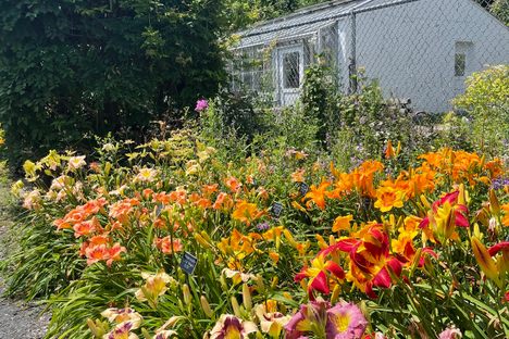 A colorful showcase of daylily breeding history in Capen Garden