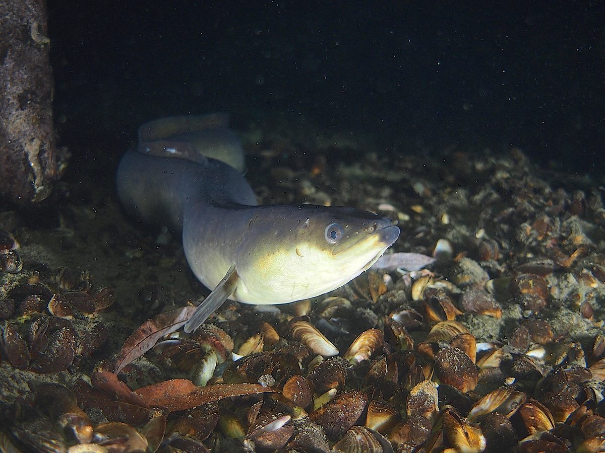 European eels, <em>Anguilla anguilla</em>, can live five to 20 years in the wild and only spawn once during their lifetime.