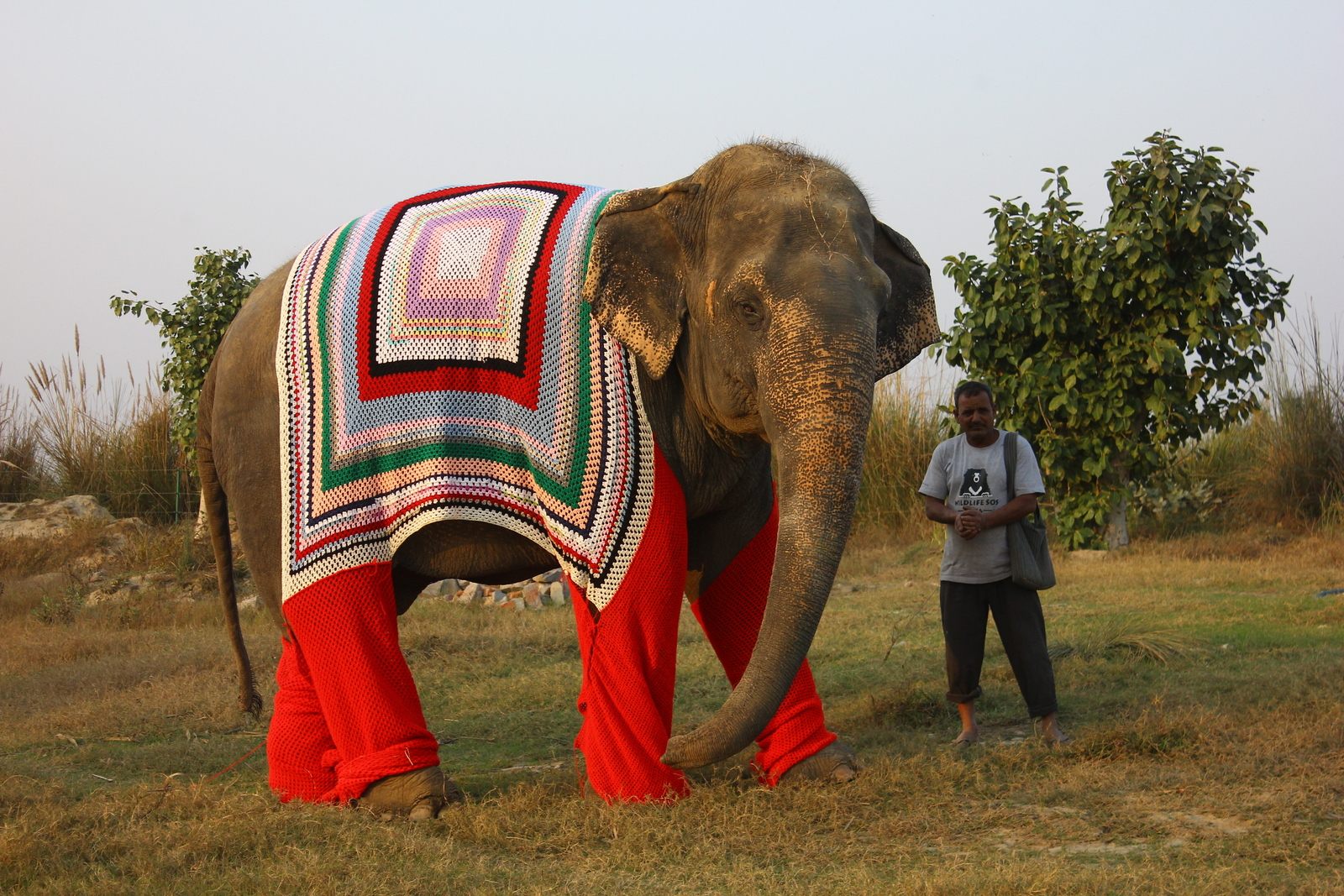 Rescued elephant Bijli out on a walk with her keeper at the Elephant Conservation & Care Center in Mathura, India.