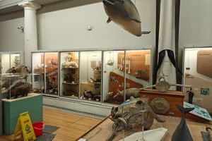 Hunterian Zoology Museum in Glasgow, Scotland