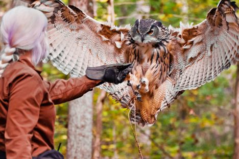 Queen Beatrice, the Eurasian Eagle Owl, with Trainer Colleen Roddick. 