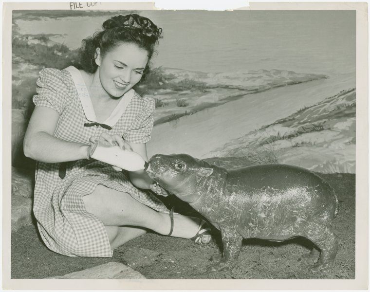 This pygmy hippo at the 1939 World's Fair Firestone exhibit was probably Gumdrop I, Billy's first surviving calf.