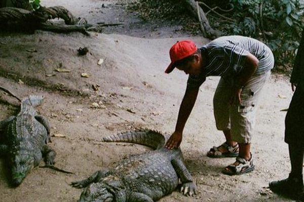 Touching some of the crocodiles is allowed