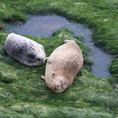 Happy harbor seals lounge within the rookery.