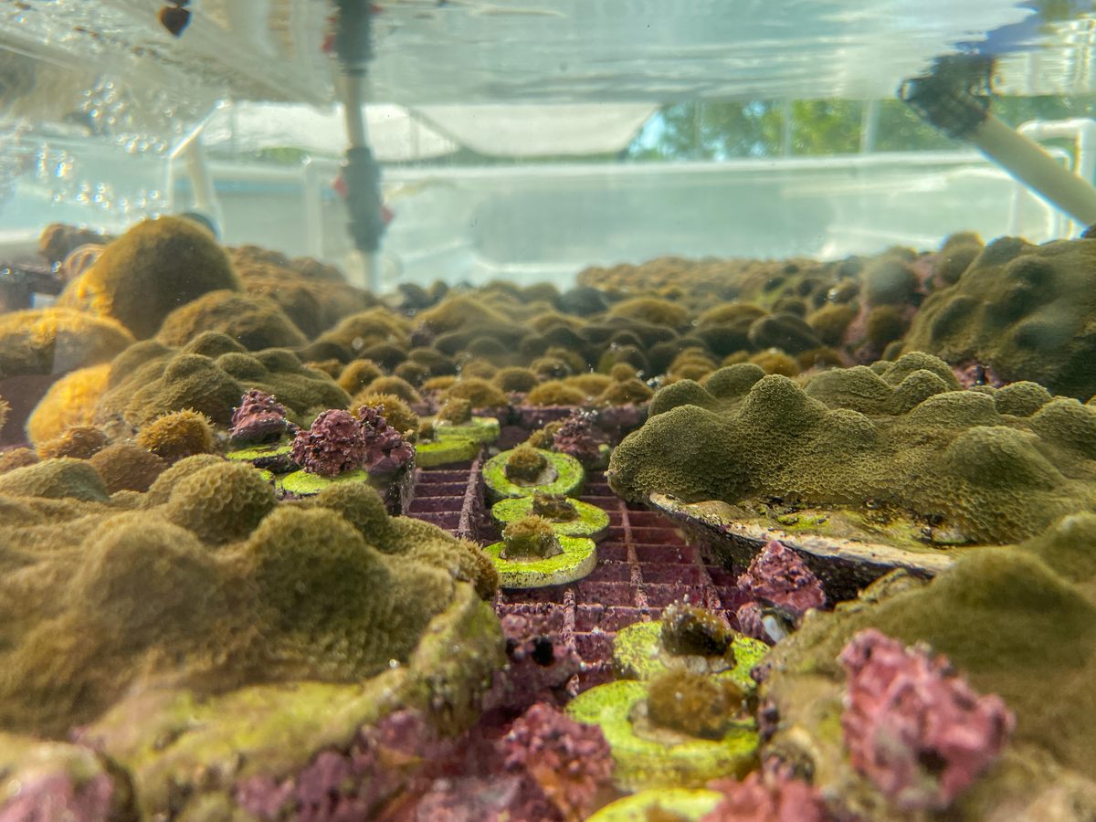 Young coral, propagated by scouts at the Boy Scouts of America's Sea Base camp, will one day be outplanted in the ailing Florida Keys reef.