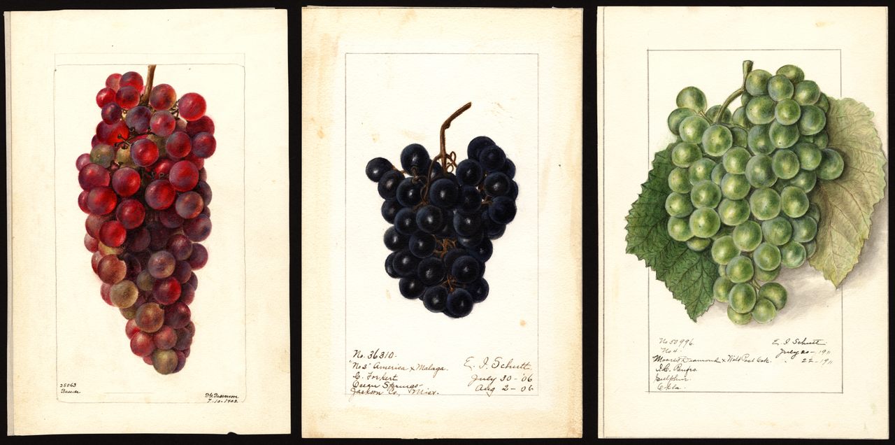 Grapes by Deborah G. Passmore (left) and Ellen Isham Schutt (center and right).