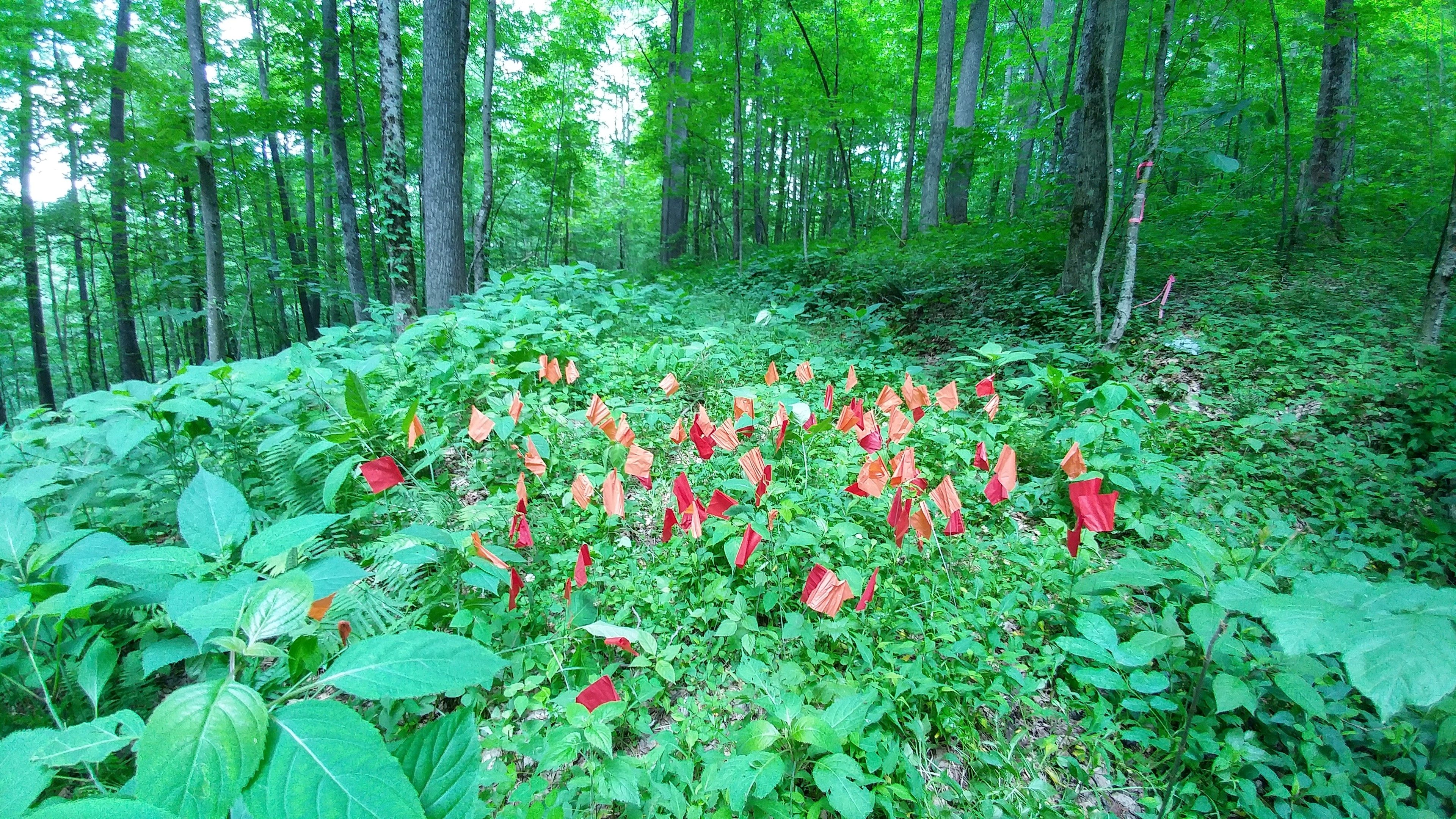 To monitor clover populations in the Fernow Experimental Forest, researchers mark individual plants with flags.