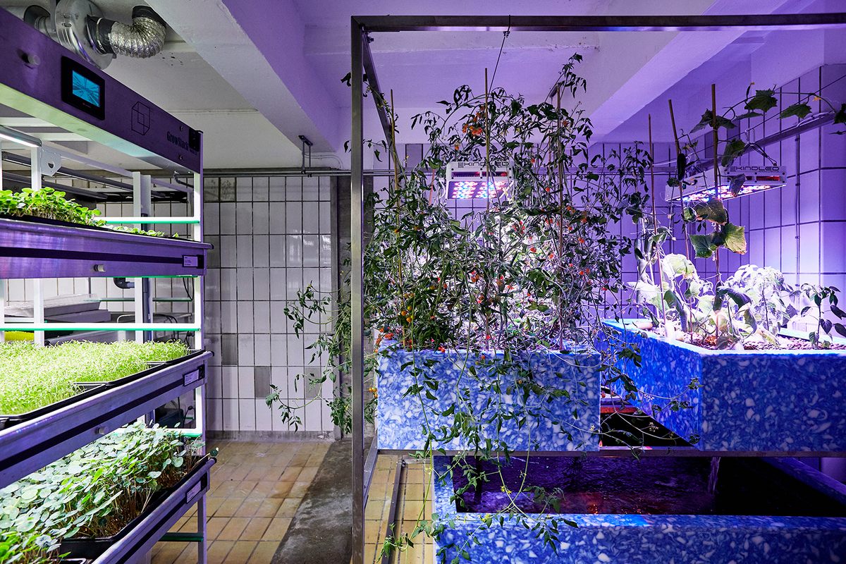 Aquaponic farming, breeding fish and plants in symbiosis.