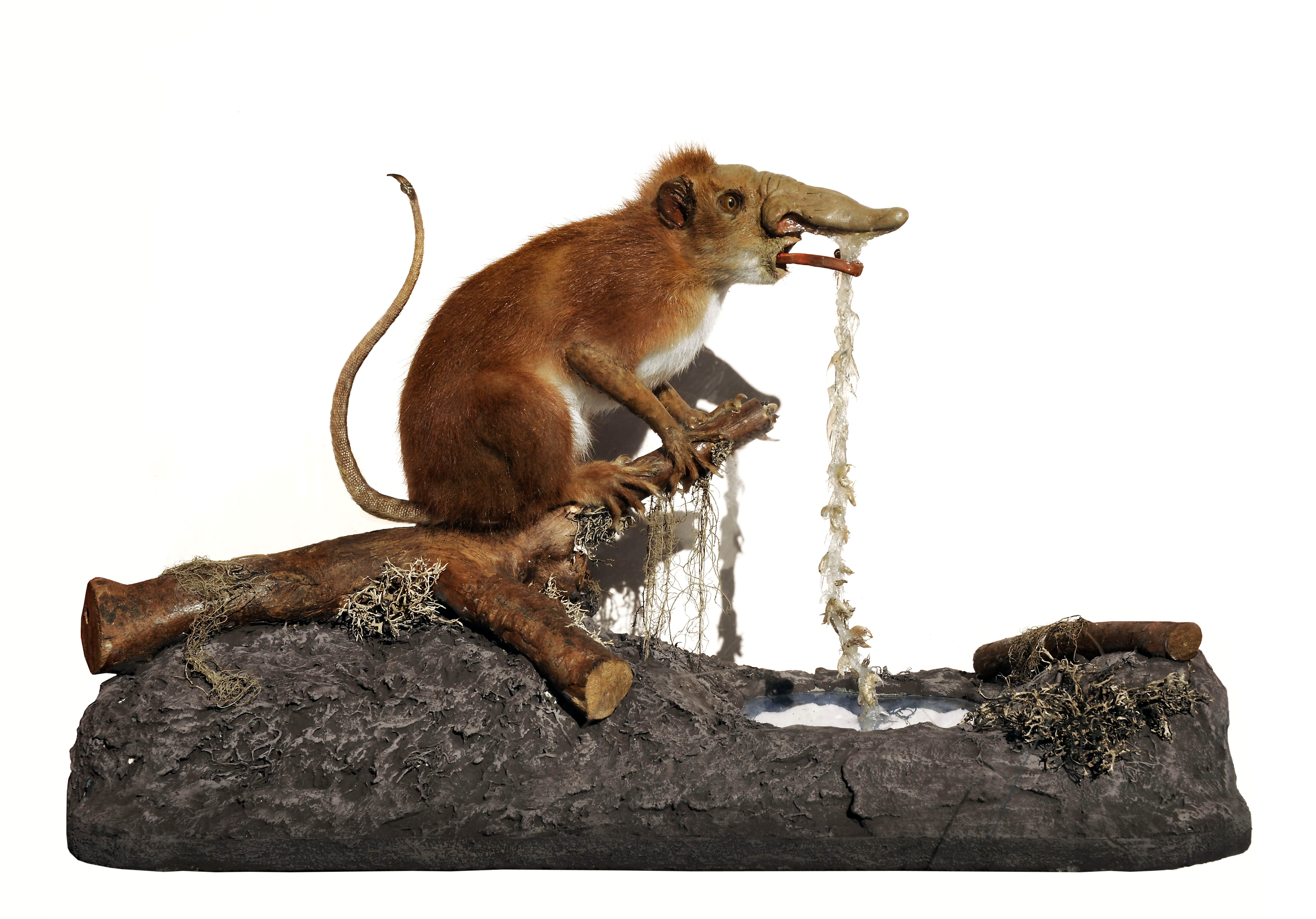 A snuffling sniffler, from the Strasbourg Zoological Museum in France.