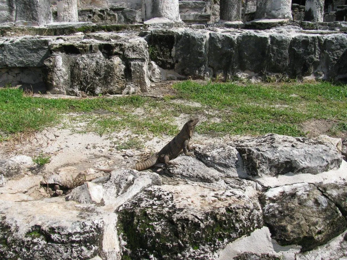 Iguana Habitat