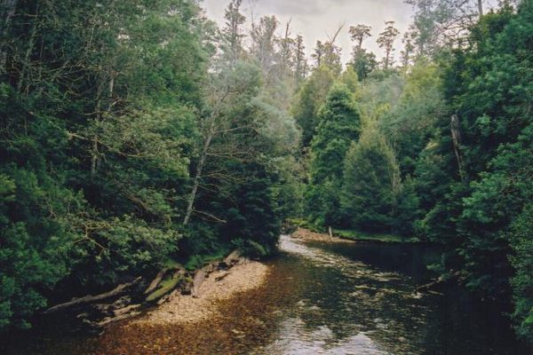 Eucalyptus regnans surrounding the Styx River. (Wikimedia Commons)