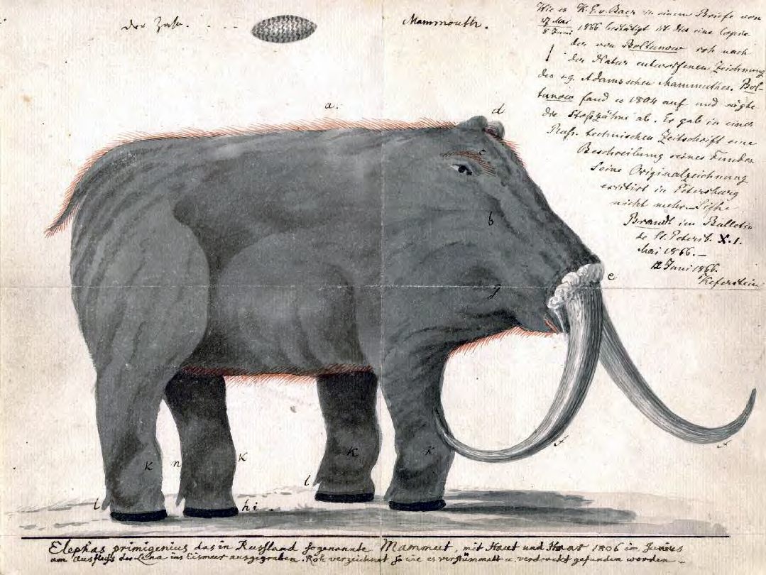 Johann Friedrich Blumenbach's copy of Boltunov's drawing of the mammoth (which has since been lost).