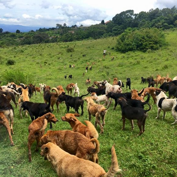 Territorio de zaguates adoption 2025