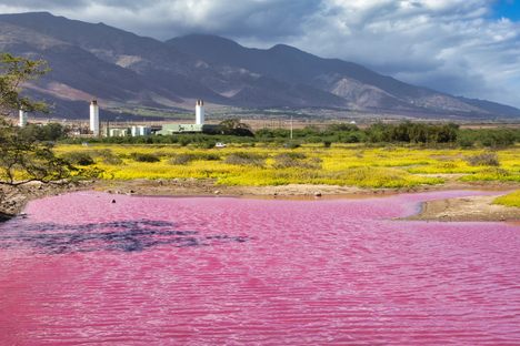 A Pond in Hawaii Has Turned a Shocking Pink