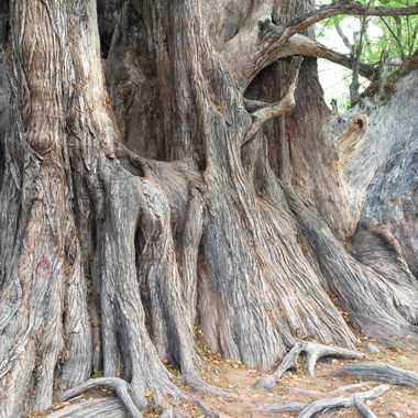 Trunk and roots of the Millennium Tree.