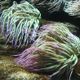 The cooking process neutralizes the anemone's poisonous tentacles.