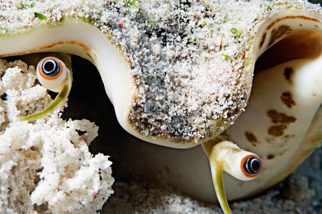A queen conch eyes up the situation in waters off Turks and Caicos.