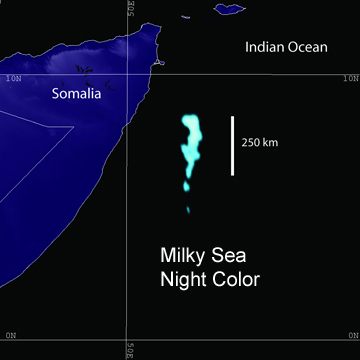 In the Somali language, it is called “kaluunka iftiima,” which translates roughly to “glowing fish.”