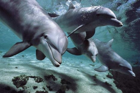 Dolphins Have Human-Like Conversations Underwater, Says Science