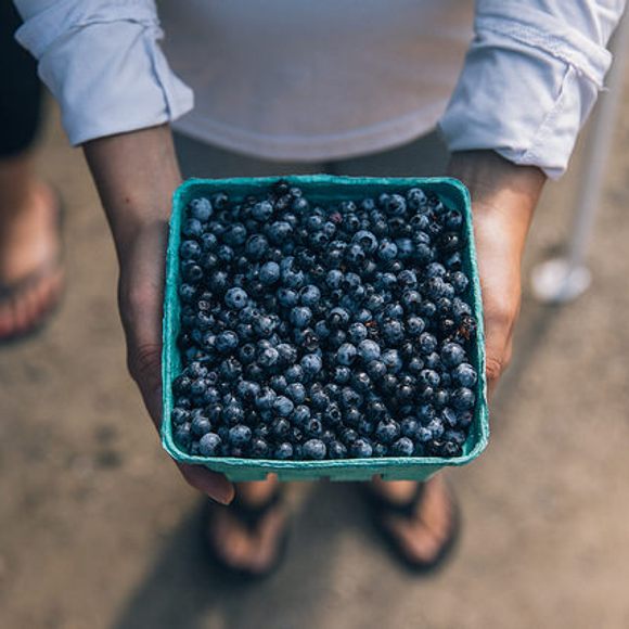 A box of Maine's signature, tiny blueberries.