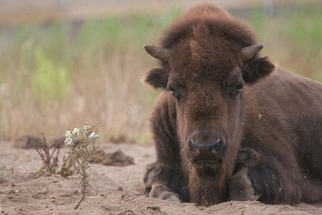 San Francisco’s Secret Wildlife