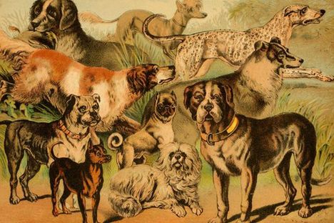 What Is the Point of a Pug—And 19 Other Dog Breeds?