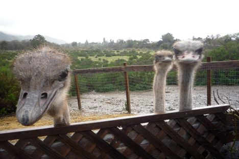 OstrichLand USA