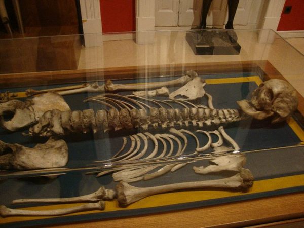 giant human skeletons wiki