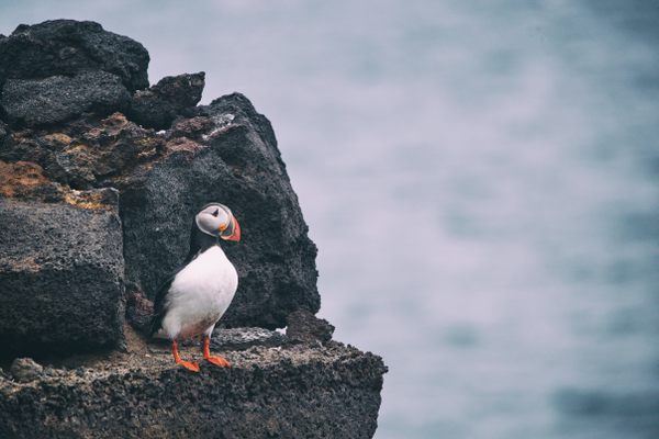 Puffin Islands Online Expanded