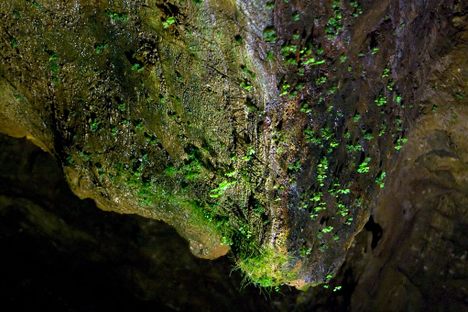 Where artificial light enters, lamp flora is likely to follow.