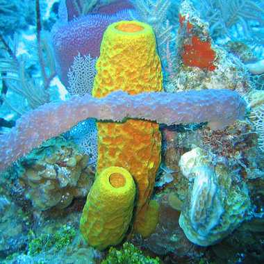 开曼群岛的一些色彩鲜艳的珊瑚。