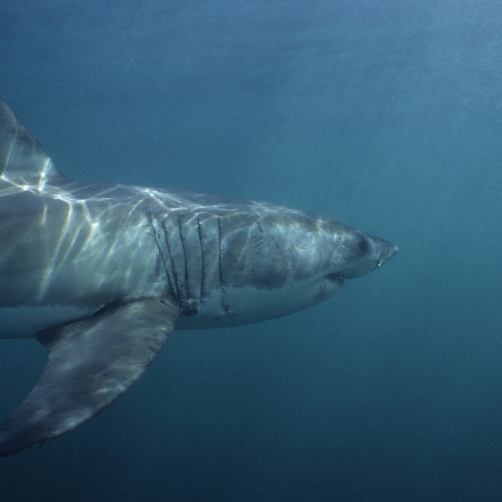 Great white shark, Gansbaai, South Africa