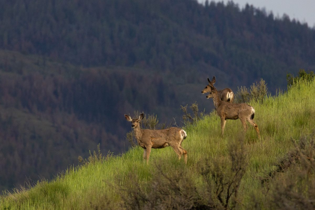 Both migrating and resident deer alike can frequently be found—alive and dead—along Highway 20 in the Methow Valley.
